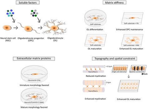 Frontiers Modulation Of Oligodendrocyte Differentiation By