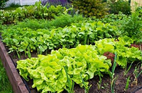 Common Vegetable Gardening Mistakes Knights Garden Centres