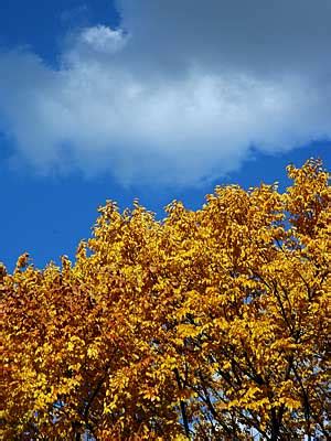 Autumn Colours Central Park Manhattan New York NYC USA