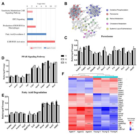 Comparative Proteomic Analysis Identifies Biomarkers For Renal Aging