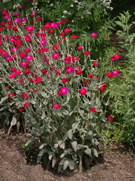 Lychnis coronaria (mullein lychnis): Go Botany