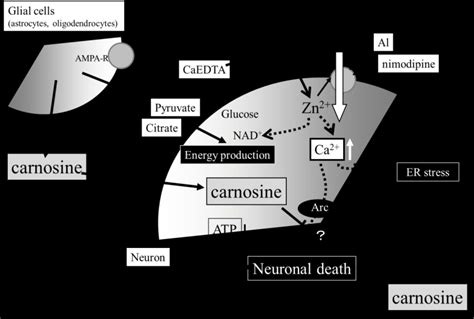 Hypothetical Schematic Of The Molecular Mechanisms Of The Protective