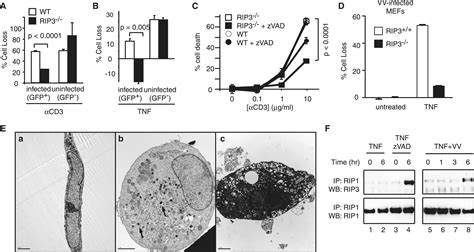 Phosphorylation Driven Assembly Of The RIP1 RIP3 Complex Regulates