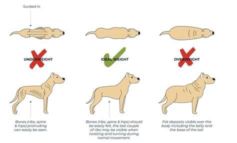 What's The Ideal French Bulldog Weight? A Helpful Guide