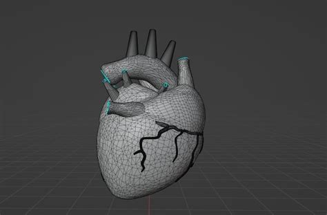 HUMAN HEART - ANATOMY 3D model | CGTrader