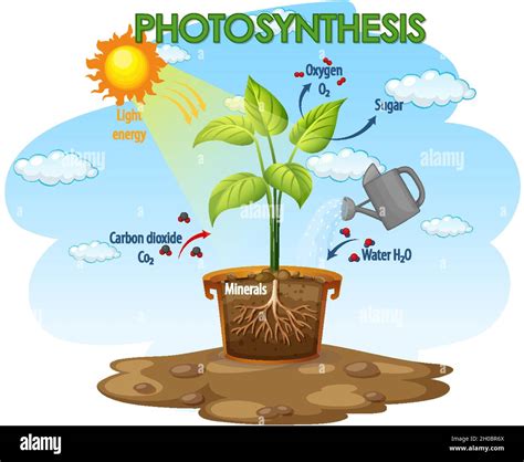 Diagrama Que Muestra El Proceso De Fotosíntesis En La Ilustración De La Planta Imagen Vector De