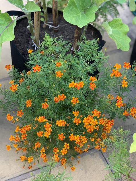 How to Pair Marigold Companion Plants — Meadowlark Journal