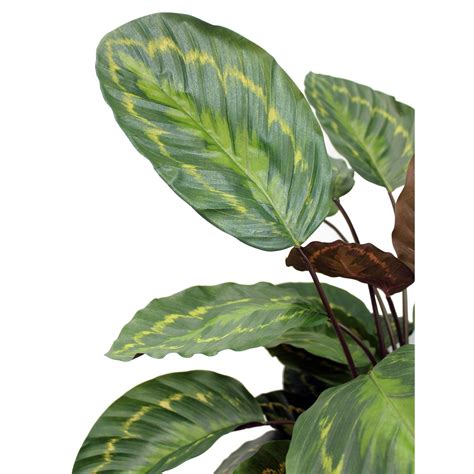 Calathea Artificiel Rosea Picta 70 Cm Plantes Vertes Artificielles