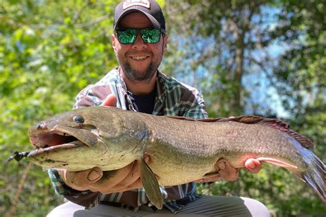 Fishing For Dinosaurs Why The Ancient Bowfin Has A New Cult Of