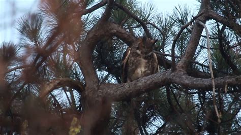 Male Great Horned Owl Hikes Hops And Hoots March 22 2017 Forest Park St Louis Mo Youtube