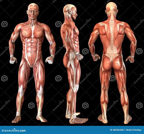 human anatomy full body muscles stock photography cartoondealercom