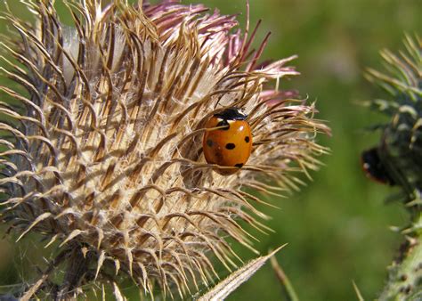 1920x1080 wallpaper | red and black ladybug | Peakpx