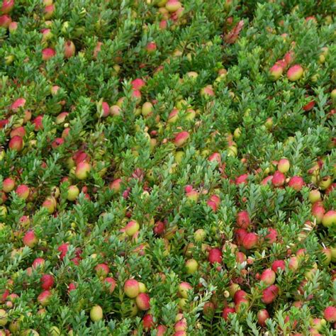 Vaccinium Macrocarpon Big Pearl Vente Plant Canneberge Cranberry