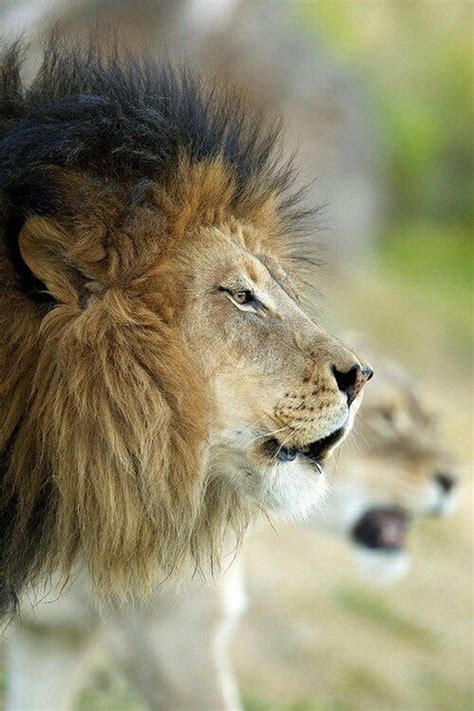 Lion And Lioness – The Royal Couple At Their Best - Tail and Fur