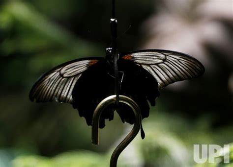 Photo Butterfly Conservatory At Amnh In New York Nyp20211117102