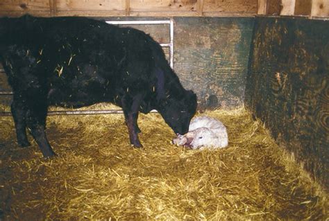 Dairy Cows And Their Newborn Calves