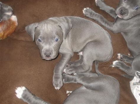 Pitbull Puppies - Pictures Animal