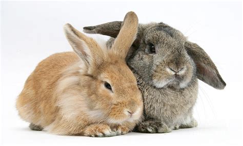 Two Rabbits Photograph by Mark Taylor - Pixels