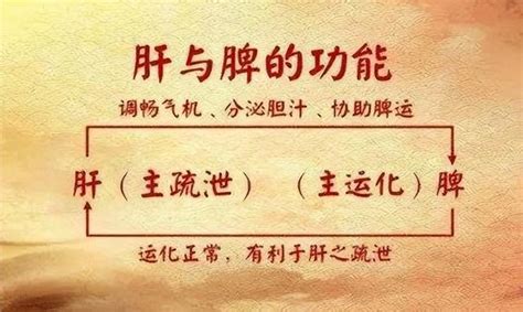 肝氣鬱結和脾虛有關係？中醫教你辯證看待肝鬱脾虛，對症調理 每日頭條