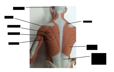 Unit 3 Diagram Quizlet