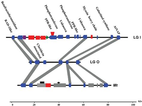 The structure of the galactinol synthase regions. The retrotransposons ... 