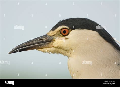 Black Crowned Night Heron Nycticorax Nycticorax Hungary Stock Photo Alamy