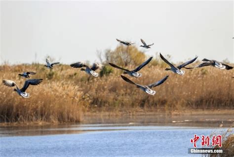 山东东营黄河三角洲湿地候鸟翔集 界面新闻 中国