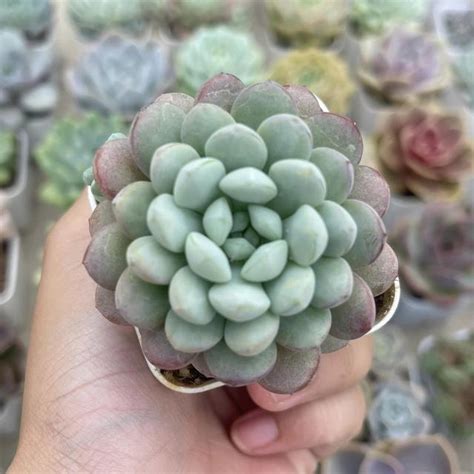 Graptosedum Vera Higgins Ennxo