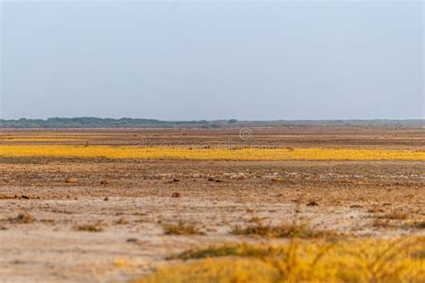 Little Rann of Kutch stock photo. Image of plant, cloud - 274429170