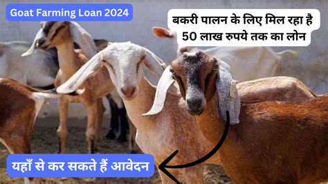 Goat Farming Loan Apply 2024 किसानों के लिए खुशखबरी 500 बकरी और 25