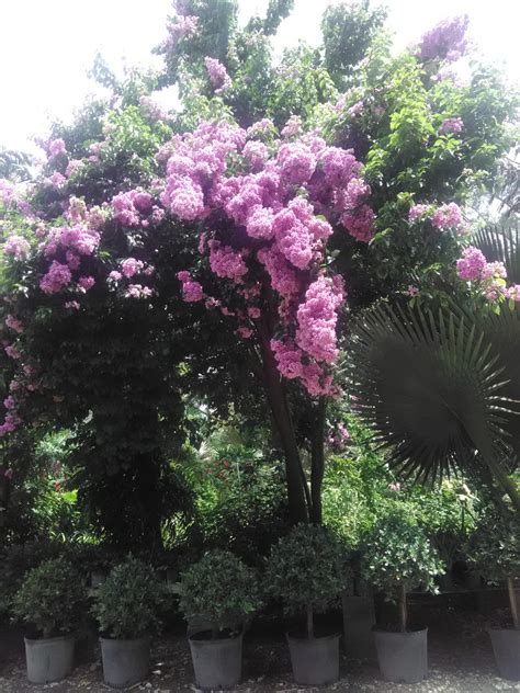 Bougainvillea Arborea Tree Bougainvillea4 Richard Lyons Nursery Inc