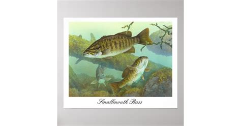 Smallmouth Bass Painting Poster | Zazzle