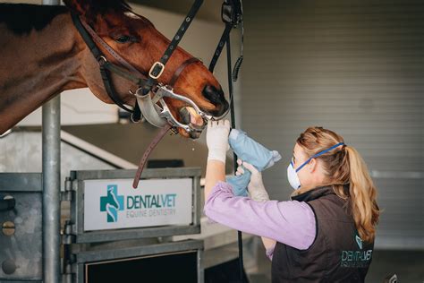 The Procedure — The Dental Vet Equine Dentistry