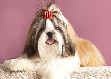 Is a Shih Tzu Smarter Than Other Dogs? The Surprising Answer! – Dogster