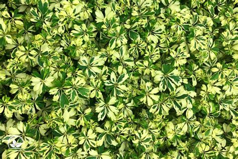 how to take care of schefflera