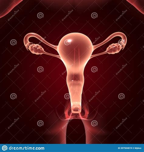 Female Reproductive System Anatomy For Medical Concept 3d Stock