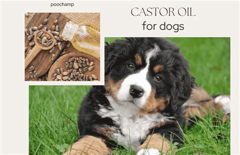Is Castor Oil Safe for Dogs? Vet-Approved Insights - poochamp.com