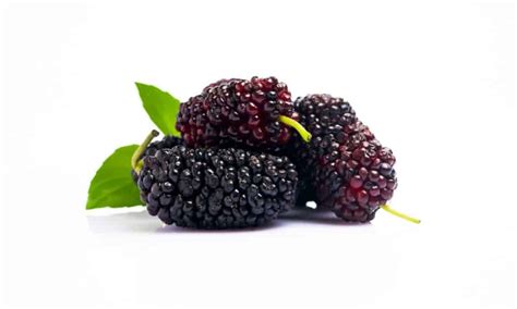 Mulberry Vs Blackberry Key Differences Wiki Point