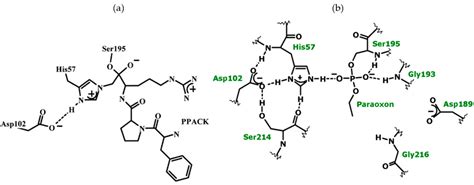 Life Free Full Text Proton Bridging In Catalysis By And Inhibition