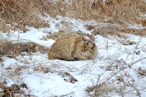 Free Images Grass Snow Cold Winter Frost Wildlife Fauna Lion