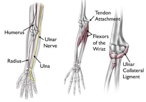 Elbow Injuries and Common Elbow Problems - Kevin Collins, MD | Sports ...