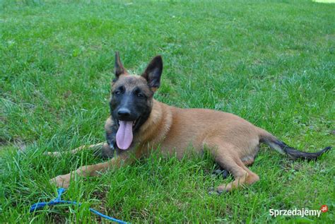 Owczarek Belgijski Malinois szczeniaki FCI Posada Jaćmierska