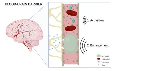 Increasing Blood Brain Barrier Permeability With Acoustic Cluster