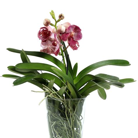 Planta Natural OrquÍdea Vanda Con Maceta De Vidrio The Home Depot México