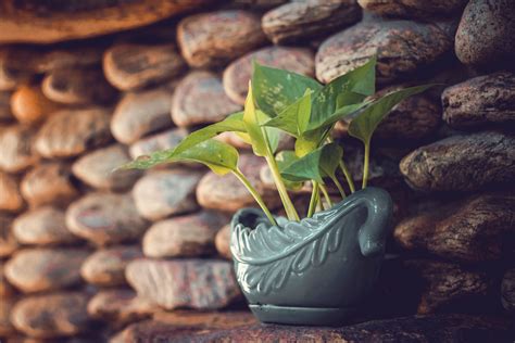 Free Images Tree Rock Plant Wood Leaf Flower Green Autumn