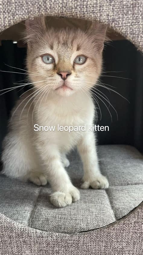 Snow leopard kitten