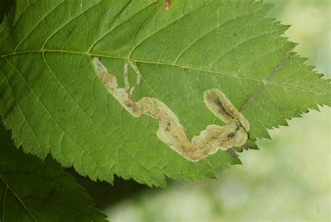 Diptera Info Discussion Forum Mine In Aruncus Sylvestris Perhaps