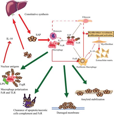 Sap Structure Function And Its Roles In Immune Related Diseases