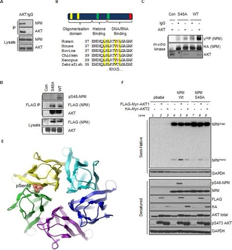 Akt Regulates Npm Dependent Arf Localization And P Mut Stability In