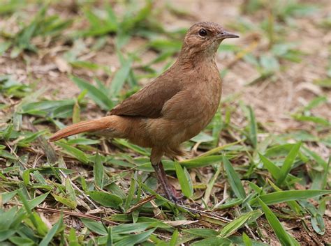 Bird Rufous Hornero In Floor - Free photo on Pixabay